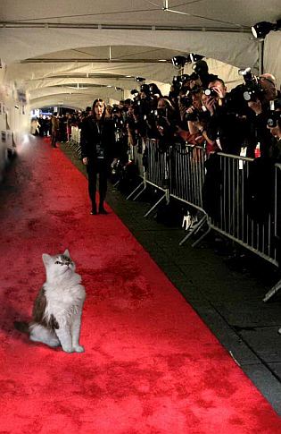 Sabrina, Red Carpet Sabrina, Red Carpet